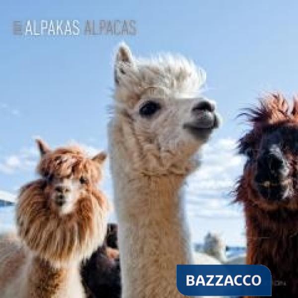 Alpacas 2021. Calendario da muro 30x30 cm