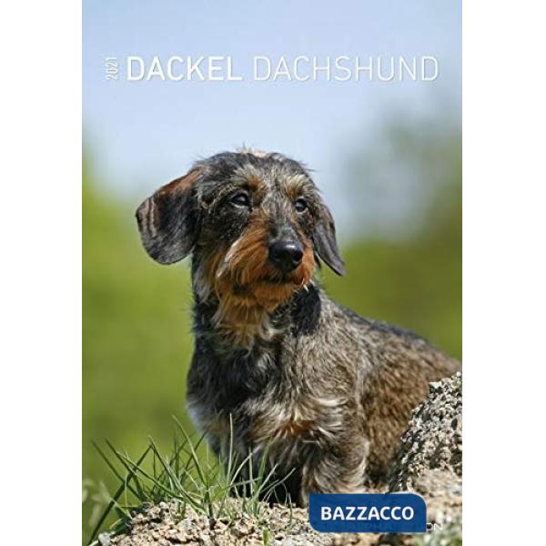 Calendario da muro 23,7x34 cm bassotto 2021