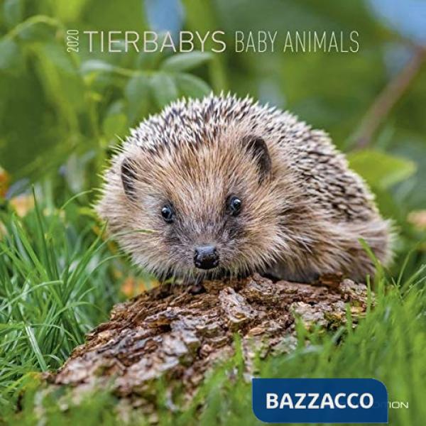Calendario da muro 30x30 cm baby animals 2020