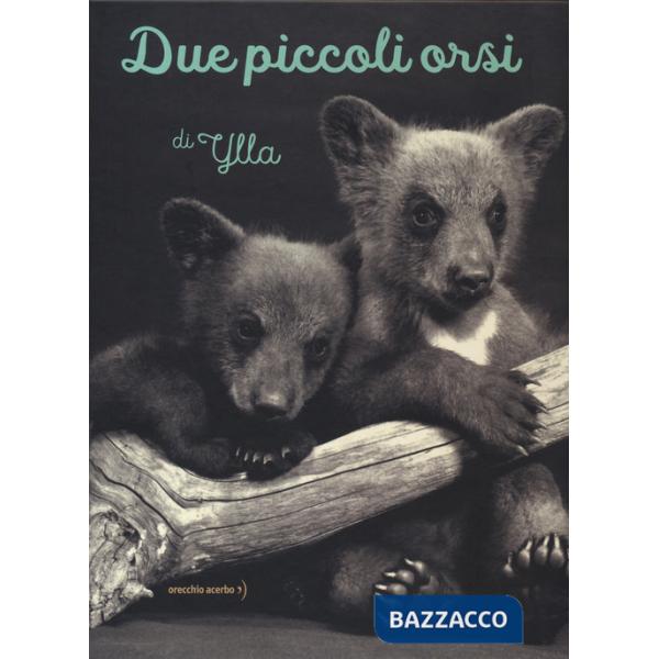 Due piccoli orsi