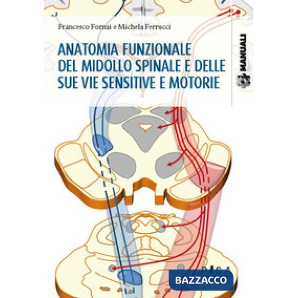 Anatomia funzionale del midollo spinale e delle sue vie sensitive e motorie