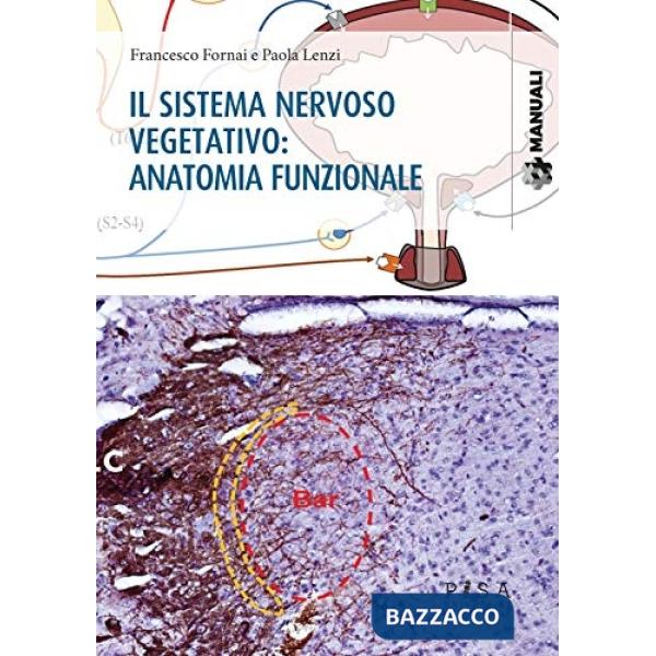Sistema nervoso vegetativo: anatomia funzionale (Il)