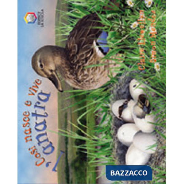 Così nasce e vive l'anatra