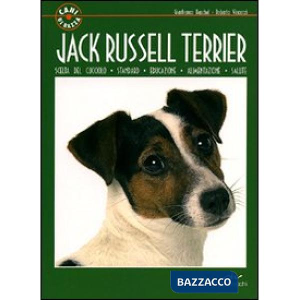 Jack Russel terrier
