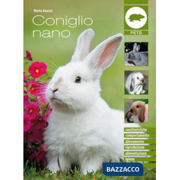 Coniglio nano