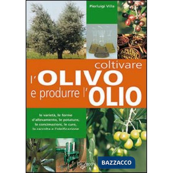 Coltivare l'olivo e produrre l'olio