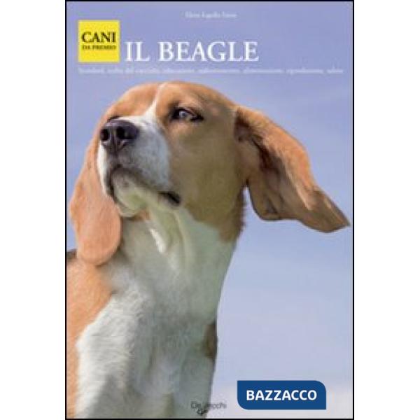 Beagle