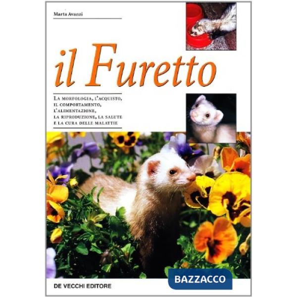 Furetto