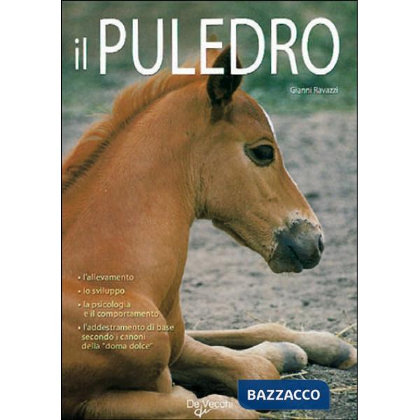 Puledro (Il)