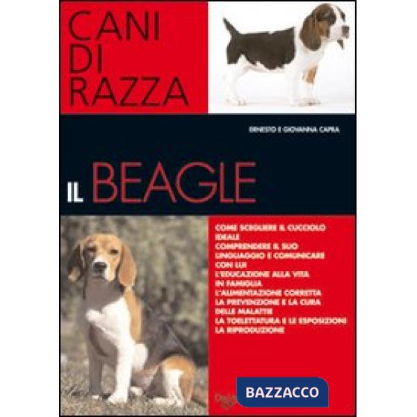 Beagle (Il)