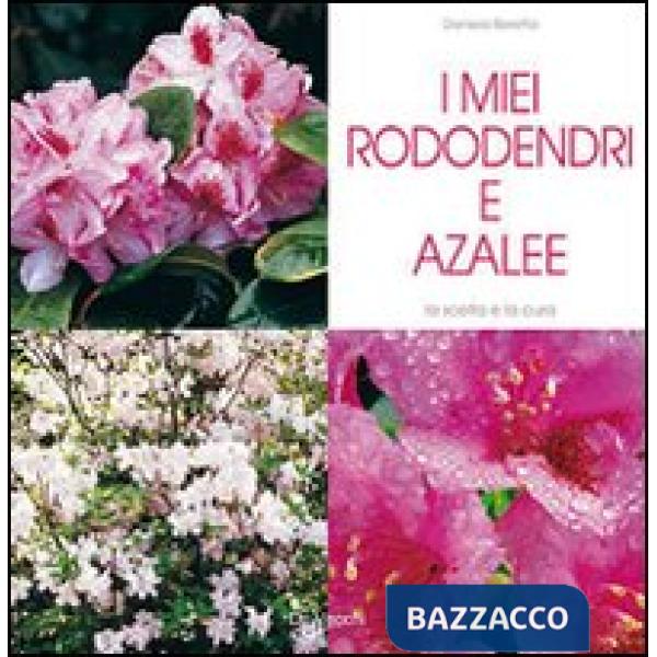 Miei rododendri e azalee (I)