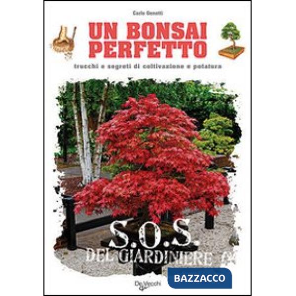Bonsai perfetto (Un)