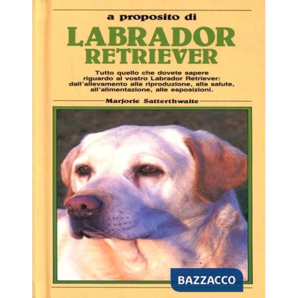 Labrador retriever