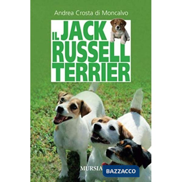 Jack Russell terrier (Il)