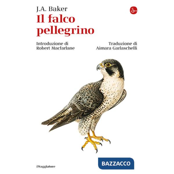 Falco pellegrino (Il)