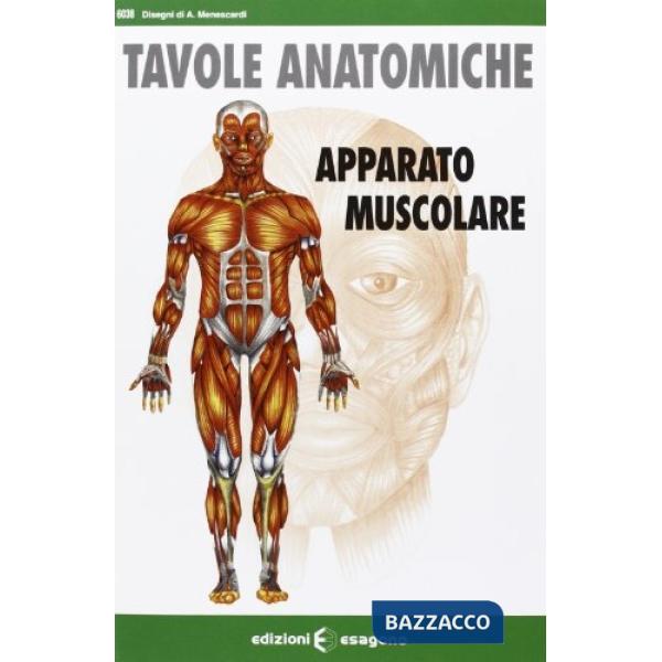 Apparato muscolare. Tavole anatomiche