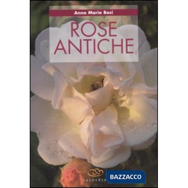Rose antiche