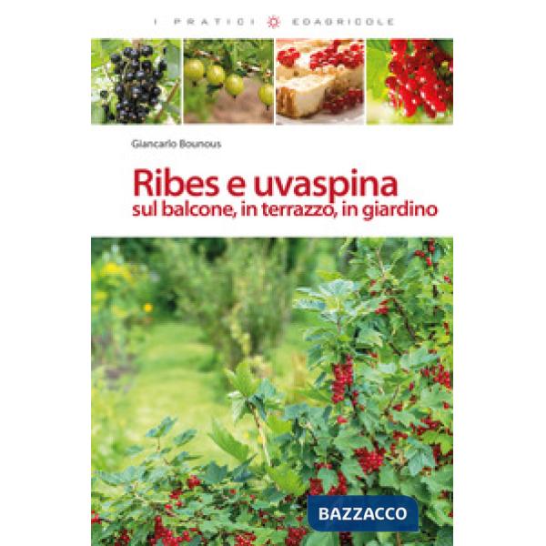 Ribes e uvaspina sul balcone, in terrazzo, in giardino
