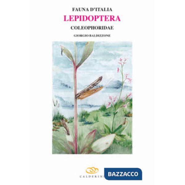 Lepidoptera. Coleophoridae