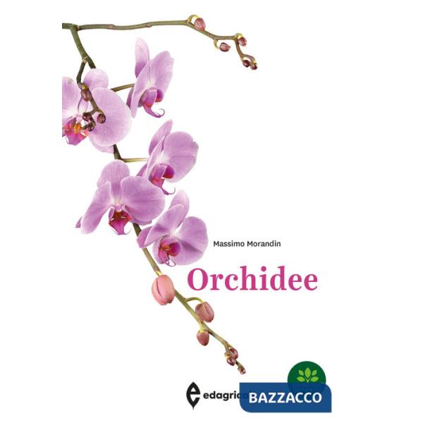 Orchidee