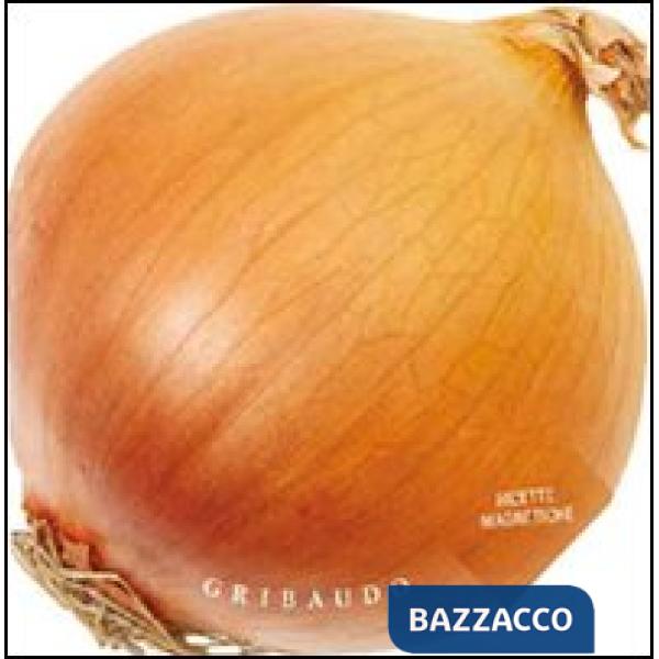 Cipolla. Ricette magnetiche