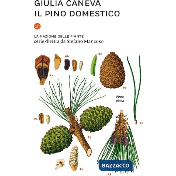 Pino domestico. La nazione delle piante (Il)