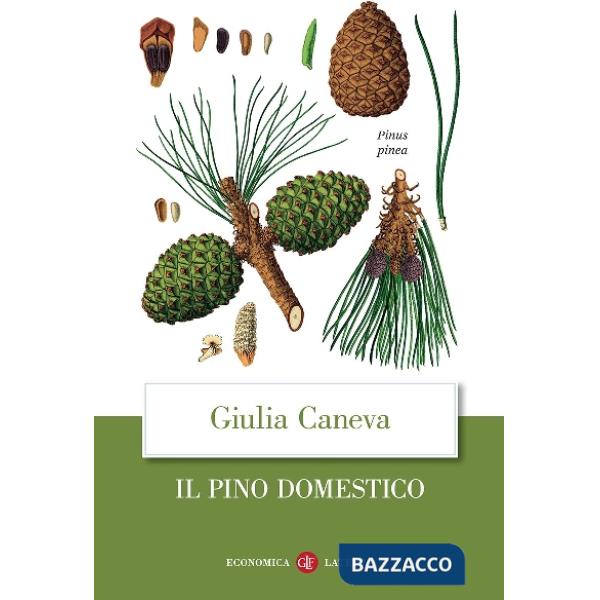 Pino domestico (Il)
