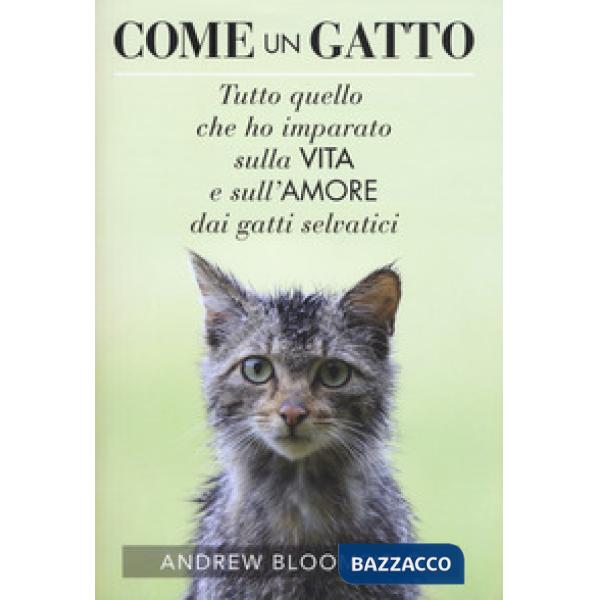 Come un gatto. Tutto quello che ho imparato sulla vita e sull'amore dai gatti se
