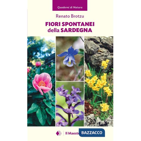 Fiori spontanei della Sardegna