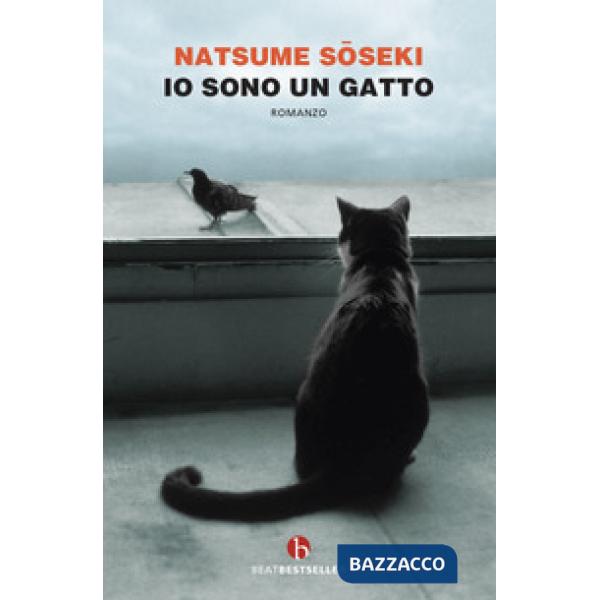 Io sono un gatto