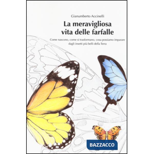Meravigliosa vita delle farfalle. Come nascono, come si trasformano, cosa possiamo imparare dagli insetti più belli della Terra.