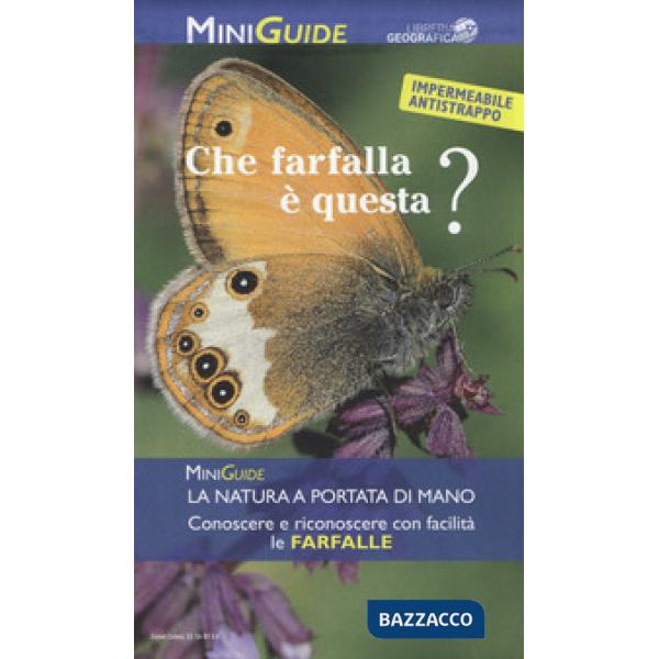 Che farfalla è questa?