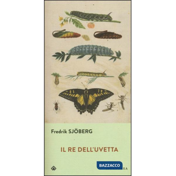 Re dell'uvetta (Il)
