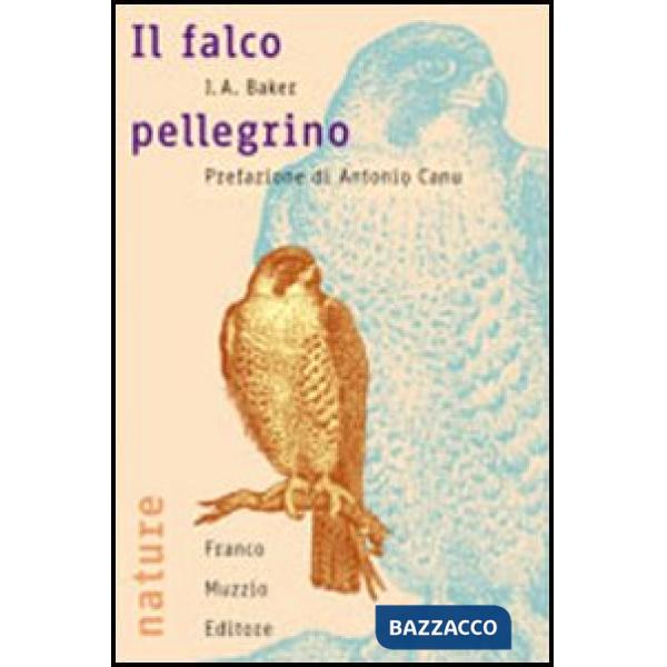 Falco pellegrino (Il)