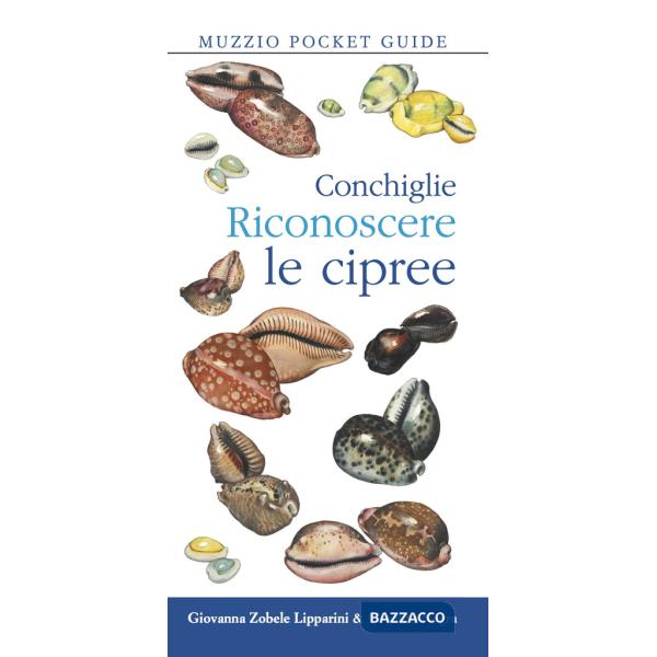 Conchiglie. Riconoscere le cipree