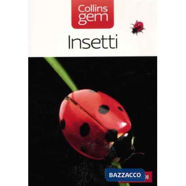 Insetti