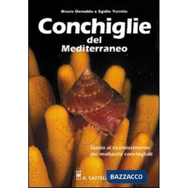 Conchiglie del Mediterraneo