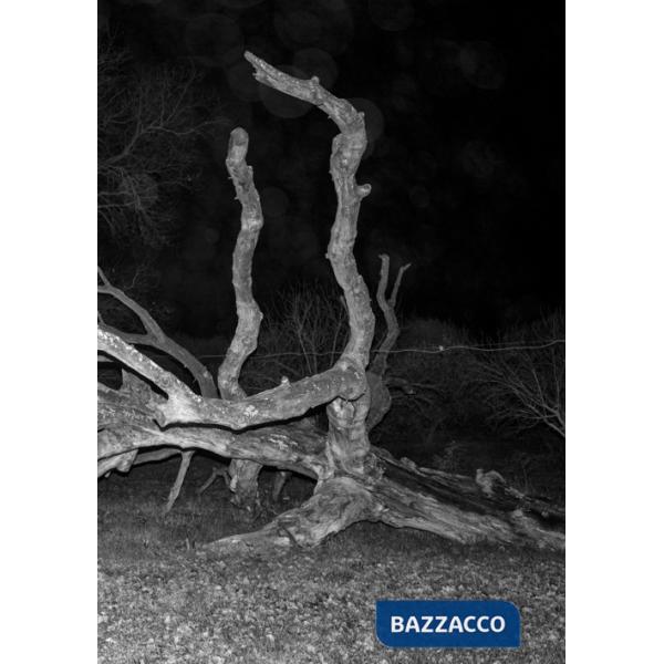 Pietraia. Ediz. inglese