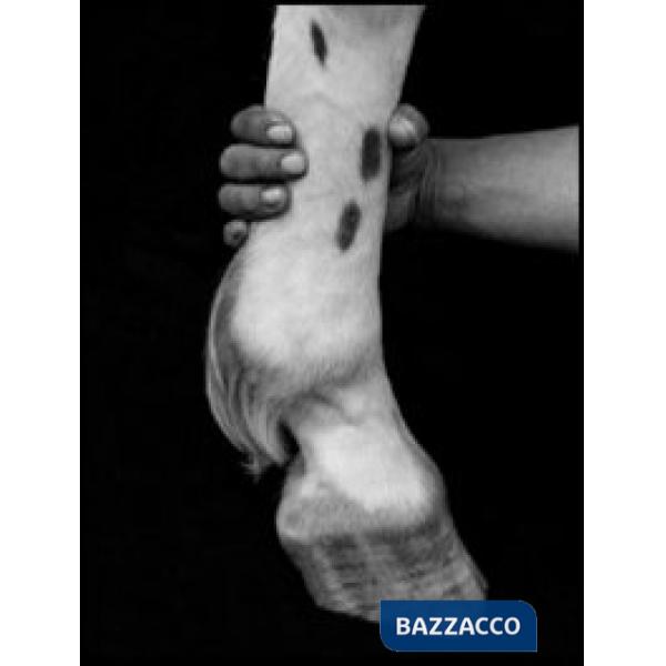 Flor Garduño. Nature silenziose. Ediz. italiana e inglese