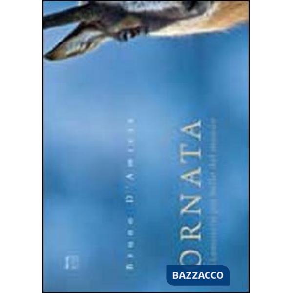 Ornata. Il camoscio più bello del mondo. Ediz. illustrata