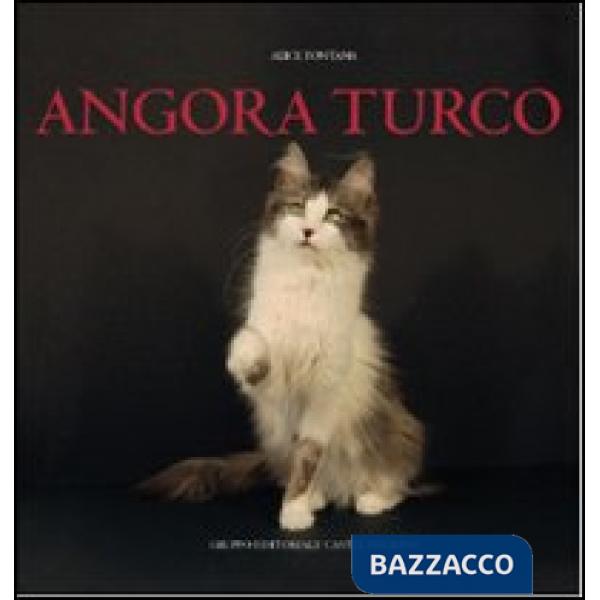 Angora turco