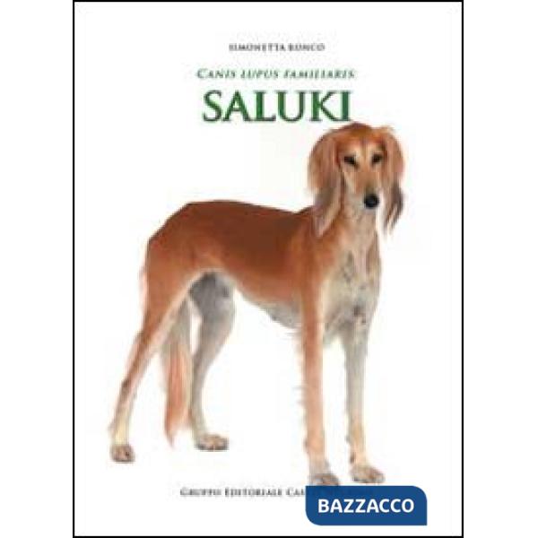 Canis lupus familiaris. Saluki