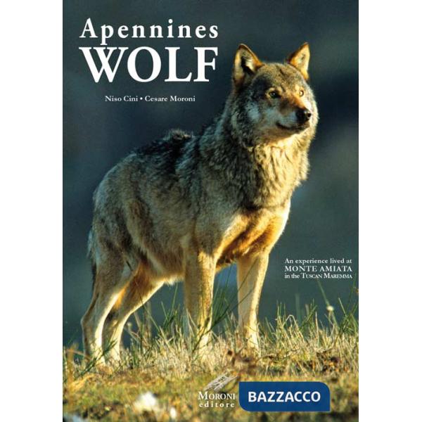 Appennines Wolf. An experience lived at Monte Amiata in the Tuscan Maremma