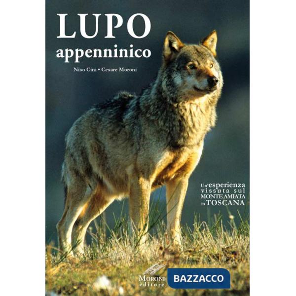 Lupo appenninico. Un'esperienza vissuta sul Monte Amiata in Toscana