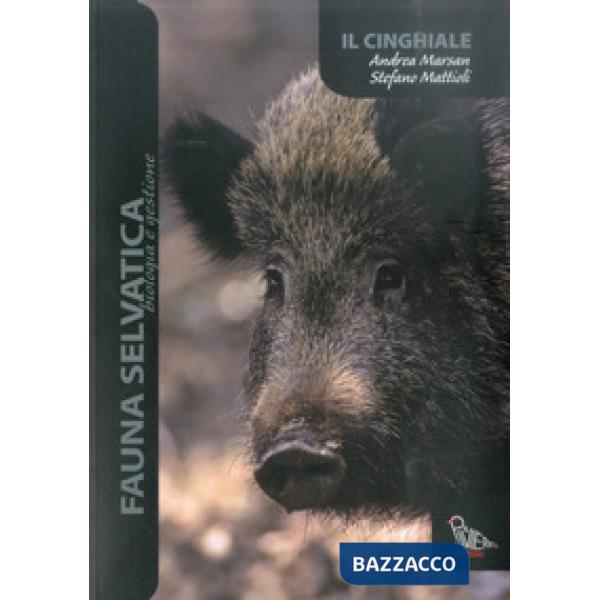 Cinghiale (Il)