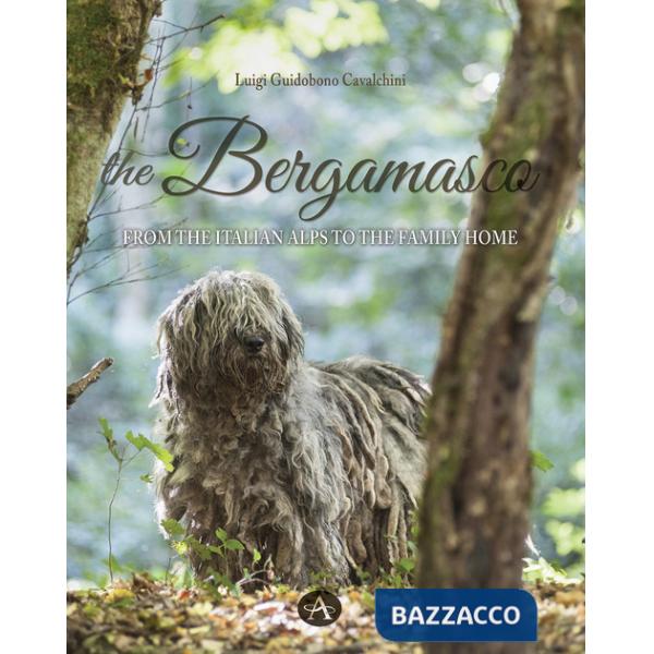 Bergamasco. From the Italian Alps to the family home (The)