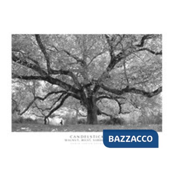 Candelstick. Walnut, Belvì, Sardinia. Ediz. italiana e inglese. Con stampa Fine Art