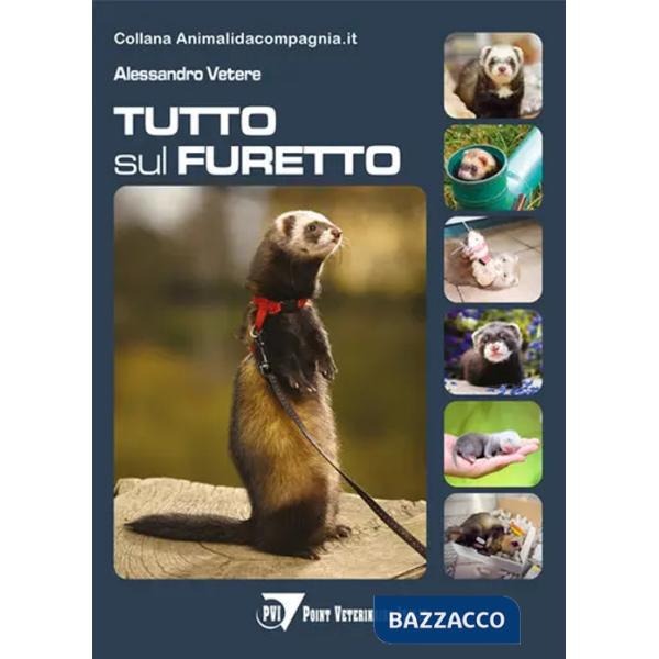 Tutto sul furetto