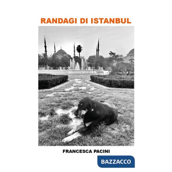 Randagi di Istanbul